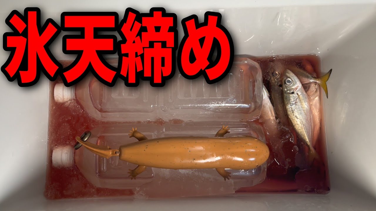 【アジング初心者講座】釣り初心者でも渋い状況でアジを釣る方法