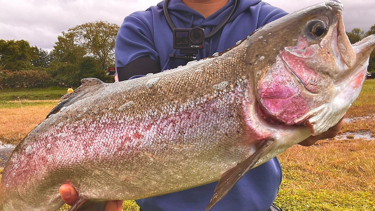圧倒的大型魚影の"あの場所"で巨大なサーモンを釣り、激ウマ絶品タコス作ります【エリアトラウト】【管理釣り場】