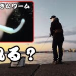 【浜名湖】曲がりすぎたワームで爆釣ライトゲーム？