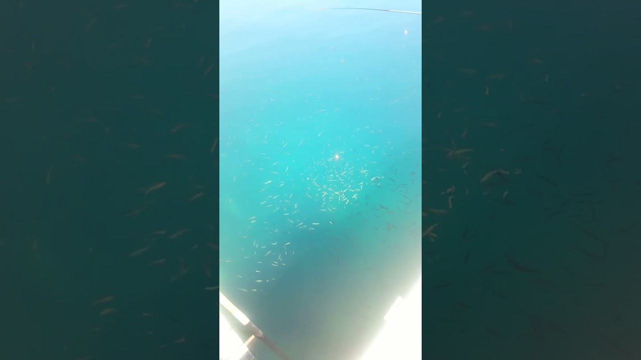支笏湖の湖面に小魚いっぱい　 #支笏湖　 #釣り