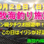 【本牧海釣り施設】９月下旬ドラゴン級タチウオ回遊中！この日はイワシが好調！（施設内撮影許可済）