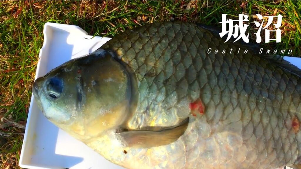 難攻不落の城沼で巨ベラを狙う！！