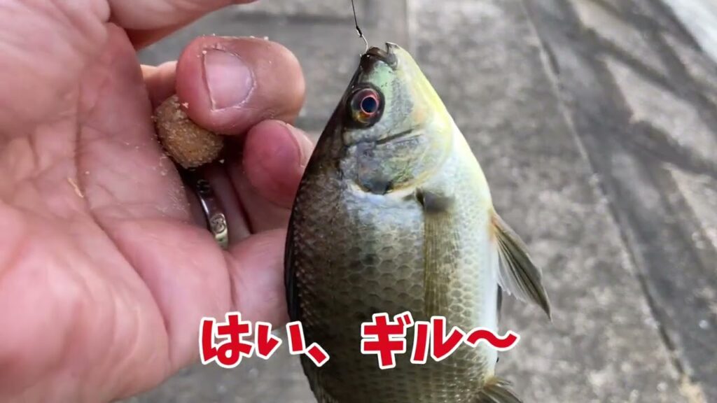 手賀沼水系で小物釣り「エビ可愛い」
