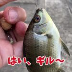 手賀沼水系で小物釣り「エビ可愛い」