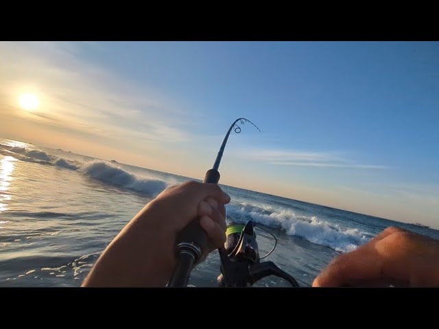 🎣釣りに行きたくなる【最速情報】朝マヅメとあるサーフにほぼ１週間通いつめてみたら…❶