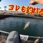 【多種多様な魚が釣れるかぶせ釣り】釣り/海釣り/かぶせ釣り/浜名湖/表浜名湖/新居海釣り公園/クロダイ/ヘダイ/イシダイ/コブダイ/サンバソウ/グレ/メジナ/シマイサキ/カワハギ
