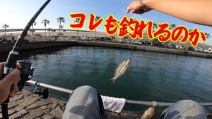 【多種多様な魚が釣れるかぶせ釣り】釣り/海釣り/かぶせ釣り/浜名湖/表浜名湖/新居海釣り公園/クロダイ/ヘダイ/イシダイ/コブダイ/サンバソウ/グレ/メジナ/シマイサキ/カワハギ