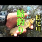 【鮎釣り】やっぱり根尾川は楽しいです！