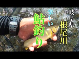 【鮎釣り】やっぱり根尾川は楽しいです!