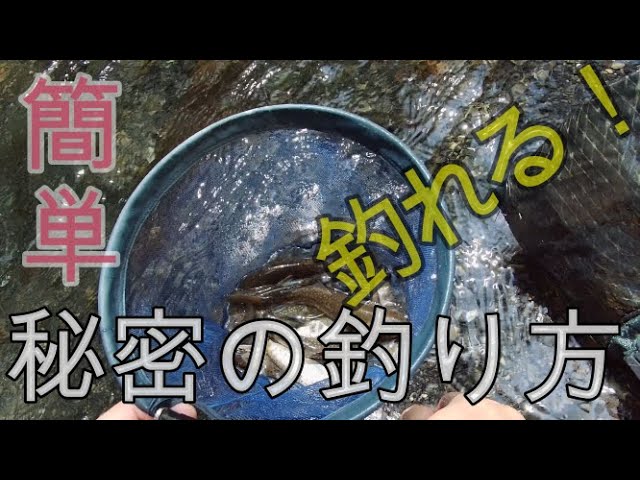 初心者必見！！絶対に釣れる渓流釣り！！簡単な釣り方教えます♪