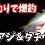 秋の東京湾で堤防釣りシーズン開幕?!アジ、タチウオ狙いの夜釣りが…激アツ！