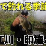 【江川・印旛沼水系】釣れるようになってきましたね！