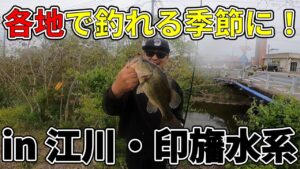 【江川・印旛沼水系】釣れるようになってきましたね!