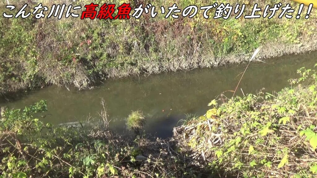 この川で高級魚が釣れました！！