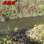 この川で高級魚が釣れました！！
