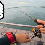 【浜名湖】サーフが微妙だから海釣り公園でアジング調査してみたら・・・