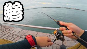 【浜名湖】サーフが微妙だから海釣り公園でアジング調査してみたら・・・