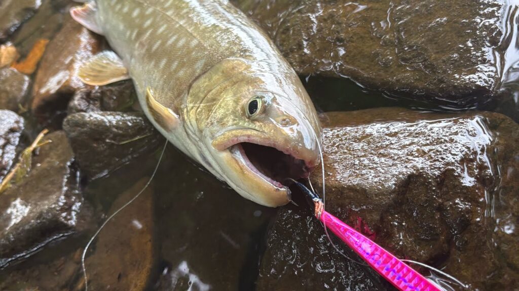 秋前の屈斜路湖でトラウトファイト😎