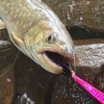 秋前の屈斜路湖でトラウトファイト😎