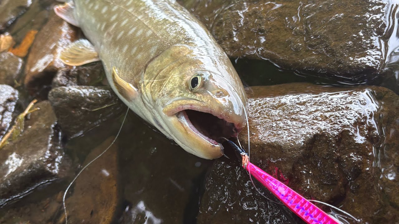 秋前の屈斜路湖でトラウトファイト😎