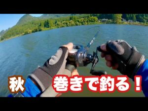 【秋 バス釣り】秋といえば巻き物!トップでも釣れる!