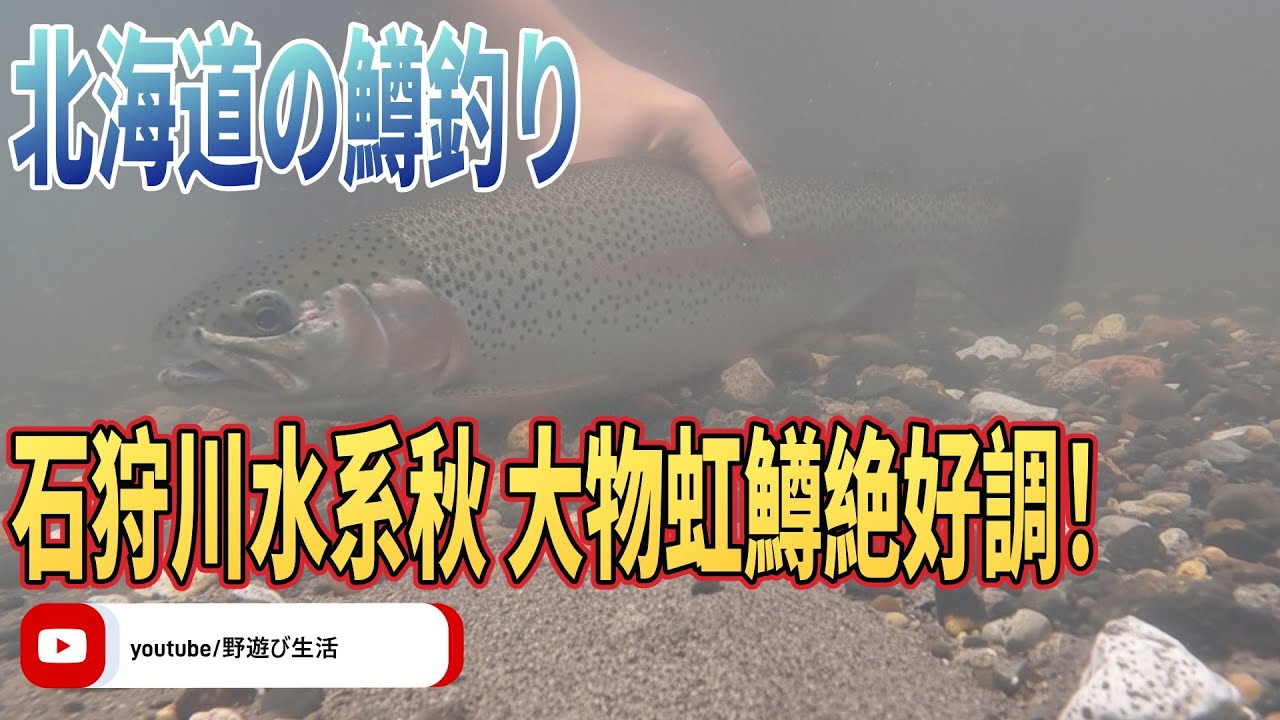 北海道の鱒釣り 石狩川水系秋 大物虹鱒好調
