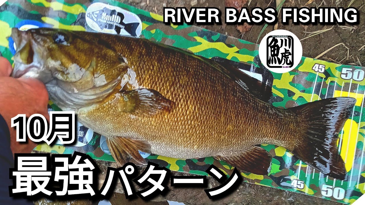 yasu 10月無双パターン…秋冬効く【川バス釣り】スモールマウスバス2025年9月 Small Mouth Bass Fishing