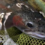 【支笏湖】シビアな状況下で出たナットクの1本