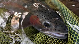 【支笏湖】シビアな状況下で出たナットクの1本