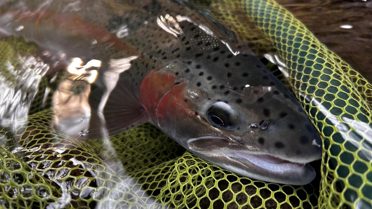 【支笏湖】シビアな状況下で出たナットクの1本