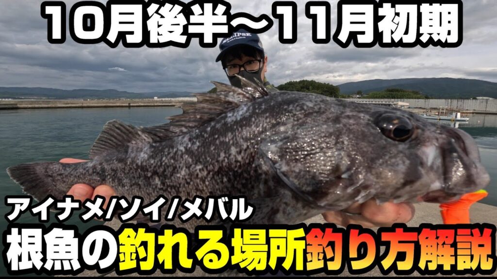 【実釣解説】大型根魚が釣れやすい10月後半から11月初期の魚が釣れる場所の見つけ方＆釣り方解説 in岩手＆宮城アイナメ/ソイ釣行 -40オーバークロソイ降臨-