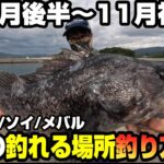 【実釣解説】大型根魚が釣れやすい10月後半から11月初期の魚が釣れる場所の見つけ方＆釣り方解説 in岩手＆宮城アイナメ/ソイ釣行 -40オーバークロソイ降臨-