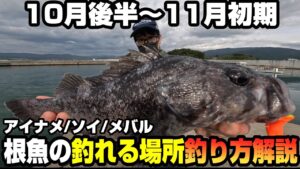 【実釣解説】大型根魚が釣れやすい10月後半から11月初期の魚が釣れる場所の見つけ方&釣り方解説 in岩手&宮城アイナメ/ソイ釣行 -40オーバークロソイ降臨-