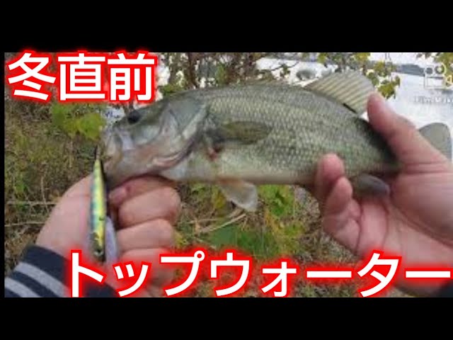 【近藤沼】【冬直前のバス釣り】11月下旬にトップウォーターで釣る