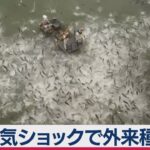 電気ショックで外来魚を駆除（2019年8月2日）