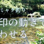 【渓流ミャク釣り】目印の動きであわせる 2022