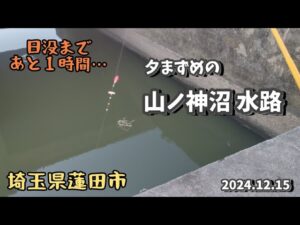 冬でも釣れる山ノ神沼水路のマス！【埼玉県蓮田市】2024.12.15 small fish fishing/woman fishing