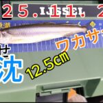 2025.11.23 やませ　ワカサギ釣り釣行＃ワカサギ釣り＃桧原湖＃冬釣り＃ドーム船＃氷上釣り＃やませ
