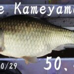 亀山湖・島裏　へら鮒釣り（５０上ゲット）　2025年10月