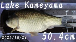 亀山湖・島裏　へら鮒釣り（５０上ゲット）　2025年10月