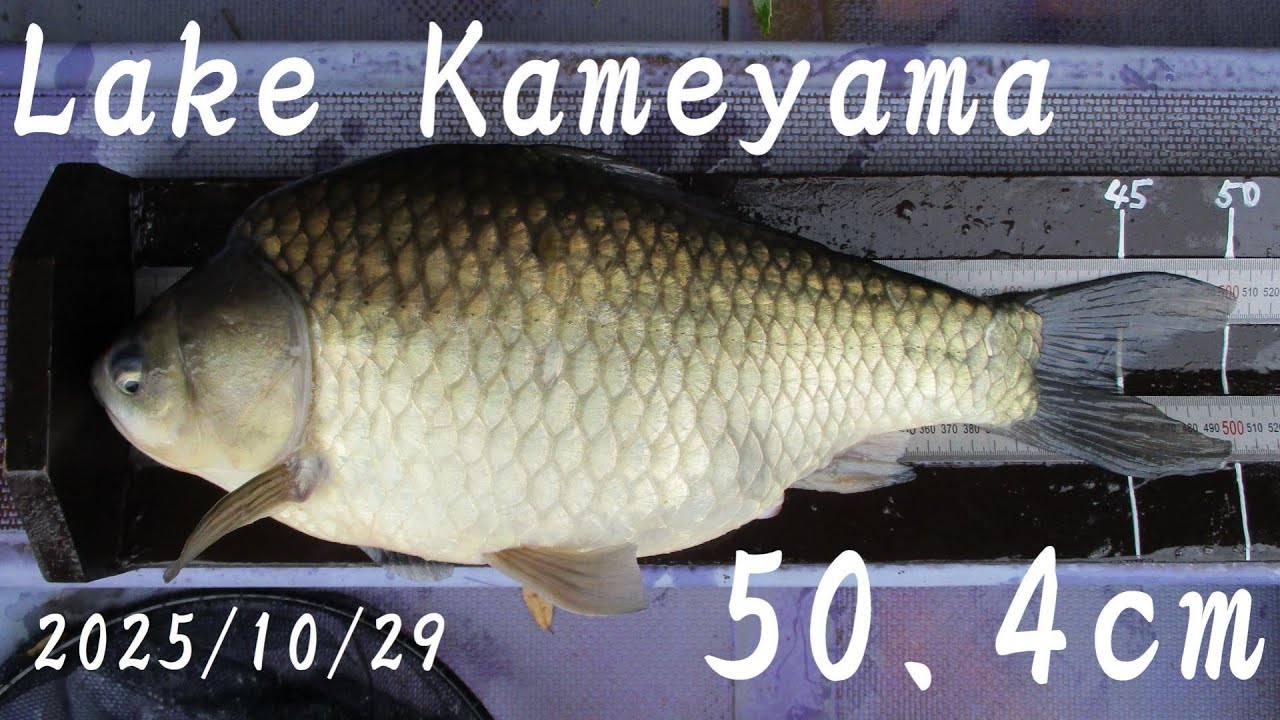 亀山湖・島裏 へら鮒釣り(50上ゲット) 2025年10月