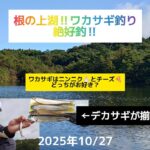 根の上湖‼️ワカサギ釣り絶好釣‼️ワカサギはチーズとニンニクどっちがお好き？2025年10月27日
