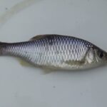 【タナゴ釣り 小物釣り】印旛沼周辺の川近くの用水路の桝で小物釣り 2025年11月中旬