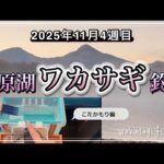 【ワカサギ釣り】2025年11月解禁の桧原湖ワカサギ釣り #ワカサギ釣り #桧原湖 #釣り