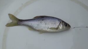 【タナゴ釣り 小物釣り】印旛沼周辺の川近くの用水路の桝で小物釣り 2025年11月中旬