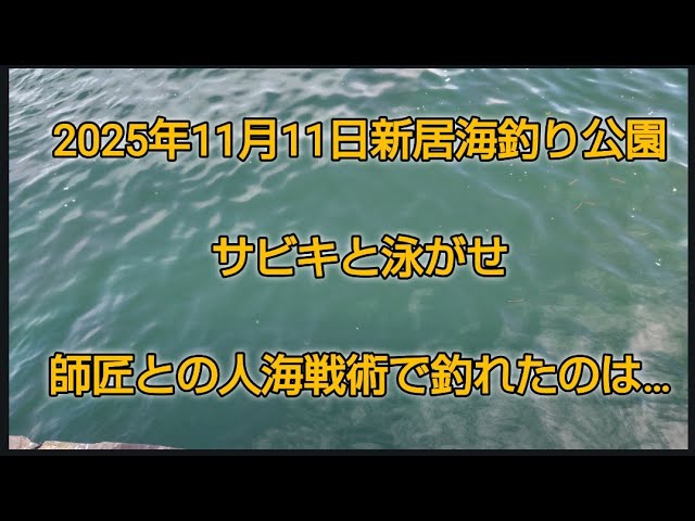 2025年11月11日　新居海釣り公園　サビキと泳がせ　人海戦術