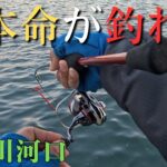 【相模川河口】久し振りに本命が釣れた。アジング初心者【2025年11月15日】