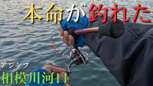 【相模川河口】久し振りに本命が釣れた。アジング初心者【2025年11月15日】