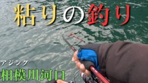 【相模川河口】釣れない時こそ粘ってみる。アジング初心者【2025年11月24、25日】