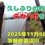 久しぶりに涸沼川でハゼ釣り 2025年11月6日 茨城県 涸沼川 #釣り #ハゼ #涸沼川 #涸沼
